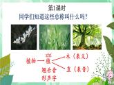 3 植物妈妈有办法   改进课件PPT