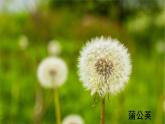部编版语文三年级上册第16课《金色的草地》（两课时）（课件+教案+练习+导学案）