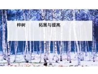 语文人教部编版第三单元11 白桦课堂教学ppt课件