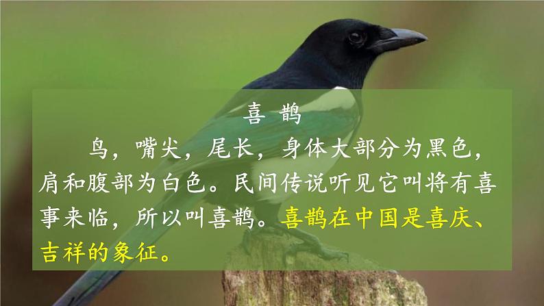 人教语文一下 第3单元 5 树和喜鹊 PPT课件03