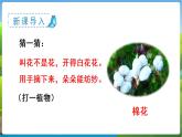 人教语文1年级下册 第8单元 18 棉花姑娘 PPT课件+教案等素材