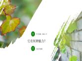 四年级语文上册部编版第10课·爬山虎的脚·第一课时（教学课件+教案+学案+练习）