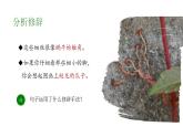 四年级语文上册部编版第10课·爬山虎的脚·第二课时（教学课件+教案+学案+练习）