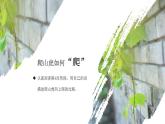 四年级语文上册部编版第10课·爬山虎的脚·第二课时（教学课件+教案+学案+练习）
