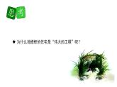 四年级语文上册部编版第11课·蟋蟀的住宅·第二课时（教学课件+教案+学案+练习）