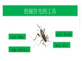 四年级语文上册部编版第11课·蟋蟀的住宅·第二课时（教学课件+教案+学案+练习）