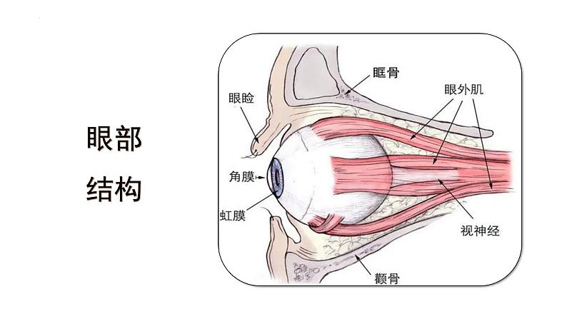 四年级语文上册部编版第三单元·口语交际·爱护眼睛，保护视力（教学课件+教案+学案+练习）02