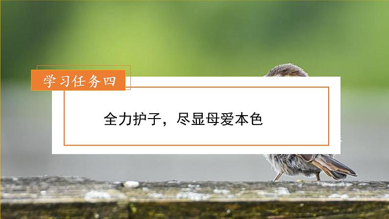 四年级语文上册部编版第16课《麻雀》（第二课时）（课件+教案+学案+练习）四年级语文上册 部编版07