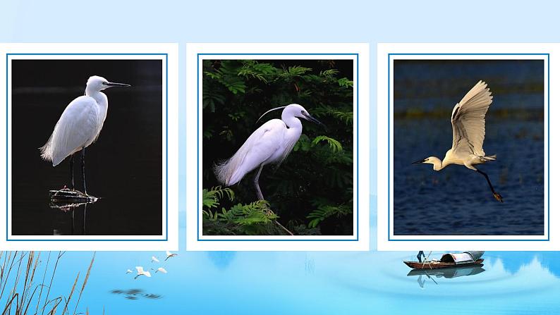 五年级语文上册部编版第1课《白鹭》第一课时（课件+教案+学案+练习）05