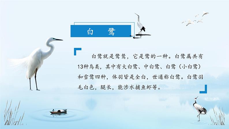 五年级语文上册部编版第1课《白鹭》第一课时（课件+教案+学案+练习）06