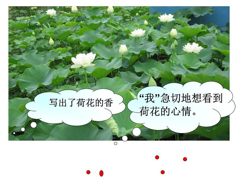 3.《荷花》课件（PPT）第5页