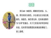部编版二年级语文下册--9 枫树上的喜鹊（精品课件2）