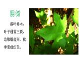 部编版二年级语文下册--9 枫树上的喜鹊（精品课件2）