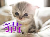 部编版四年级语文下册--13.猫（课件2）