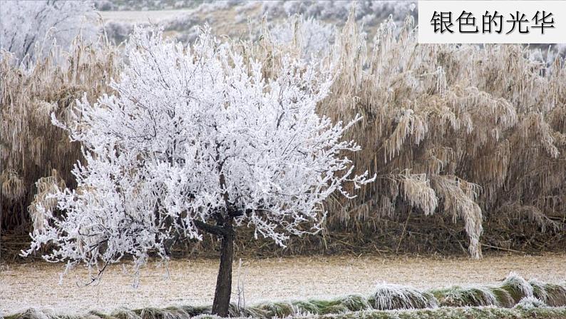 部编版四年级语文下册--11 白桦（优质课件）第3页