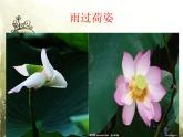 部编版四年级语文下册--12.在天晴了的时候（课件）