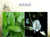 部编版四年级语文下册--12.在天晴了的时候（课件）