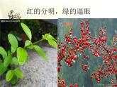 部编版四年级语文下册--12.在天晴了的时候（课件）