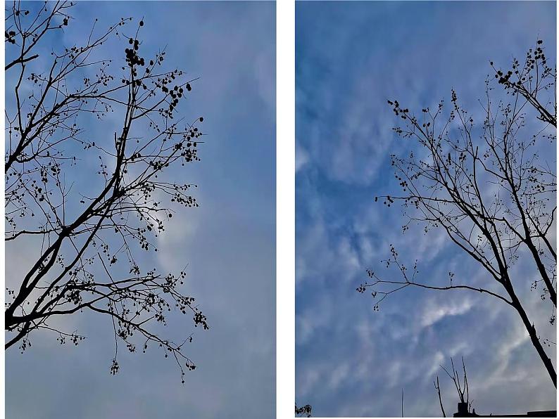 三年级下册习作一课件《我的植物朋友》第3页