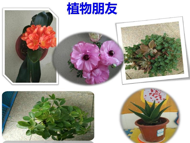 三年级下册习作一课件《我的植物朋友》第8页