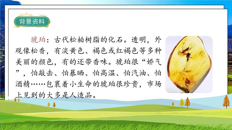 部编版语文四年级下册 第2单元 5《琥珀》课件+教案+练习05