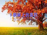 9. 枫树上的喜鹊课件PPT