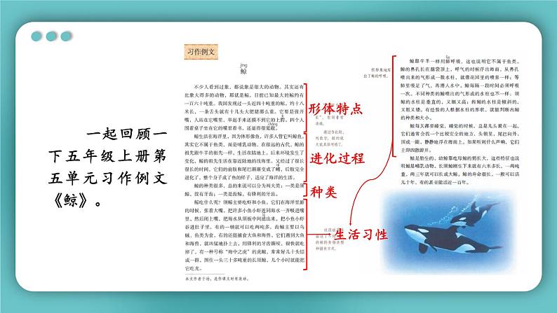 部编版语文五年级下册2-6 阅读：说明白了（说明类文章阅读） 期末复习课件第6页