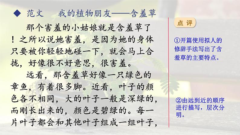 第一单元 习作：我的植物朋友（课件）-2022-2023学年三年级语文下册（部编版）第8页