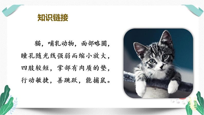 （教学课件）13猫-人教版语文四年级下册第四单元05