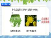 部编版语文三年级上册《金色的草地》课件