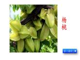 部编版二年级语文下册--13 画杨桃（精品课件1）