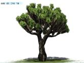 部编版三年级语文下册--17 我变成了一棵树（精品课件）