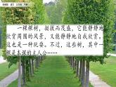 部编版三年级语文下册--17 我变成了一棵树（精品课件）