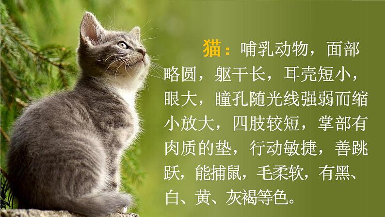 部编版四年级语文下册--13 猫（精品课件）03