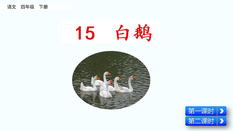 部编版四年级语文下册--15 白鹅 （精品课件）第2页