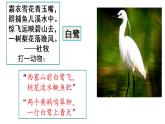 第一课 白鹭课件PPT