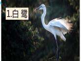 第一课 白鹭课件PPT