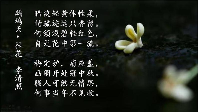 第三课 桂花雨课件PPT第1页