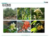 第三课 桂花雨课件PPT