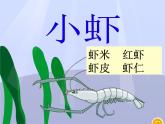 部编版三年级语文下册--15.小虾（课件）