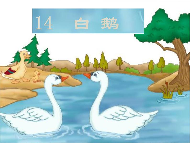 部编版四年级语文下册--15.白鹅（课件）01