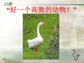 部编版四年级语文下册--15.白鹅（课件）