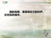 部编版四年级语文下册--15.白鹅（课件）
