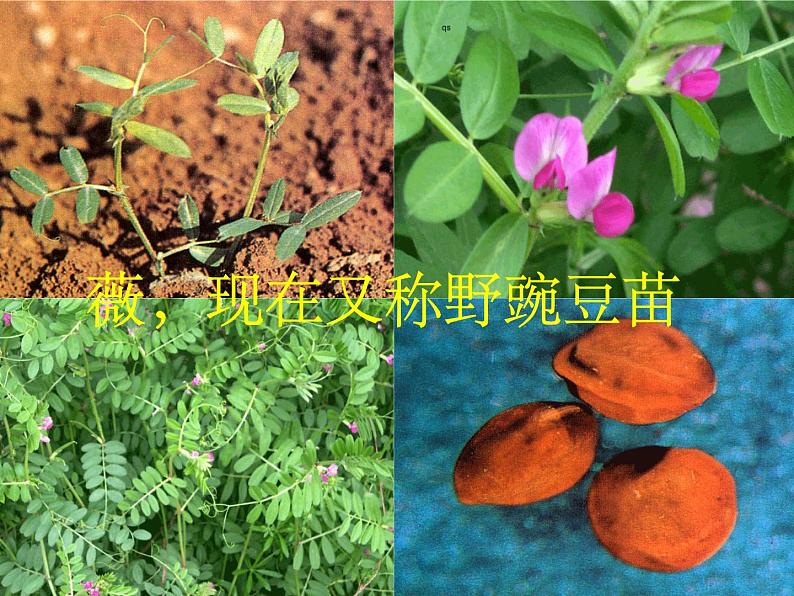 部编版六年级语文下册--古诗词诵读1.采薇（节选）（课件1）第2页