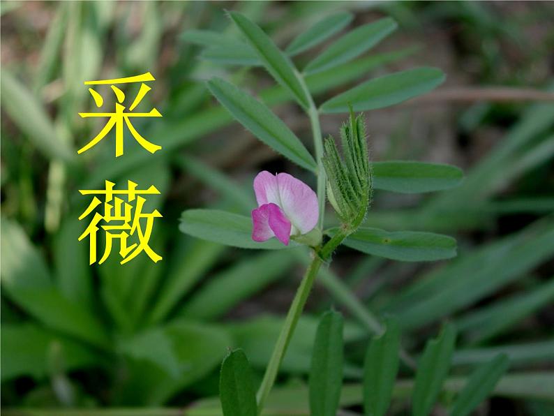 部编版六年级语文下册--古诗词诵读1.采薇（节选）（课件2）01