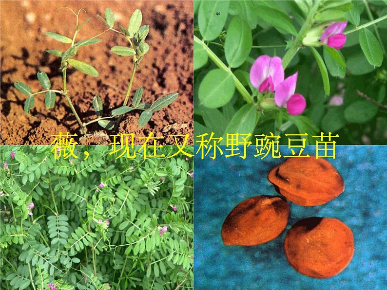 部编版六年级语文下册--古诗词诵读1.采薇（节选）（课件2）02