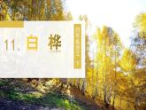 11 白桦教学课件