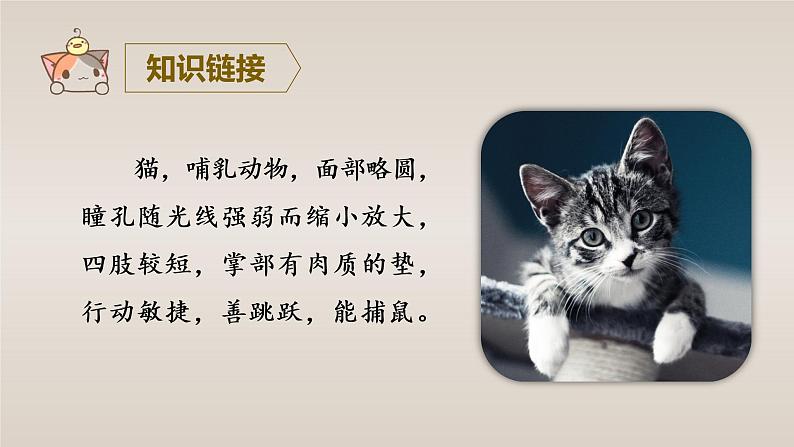 13 猫教学课件第5页