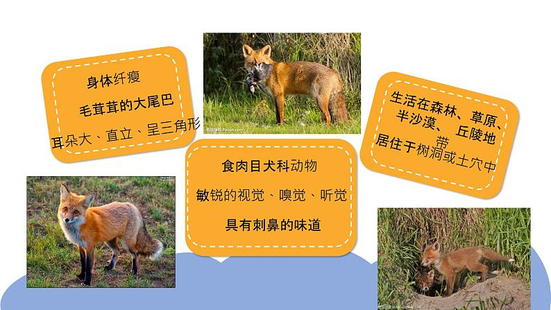 《了不起的狐狸爸爸》导读课课件PPT第8页