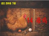 语文部编版4年级下册14课 母鸡8课件PPT
